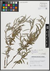 Foto von Salix alba subsp. alba L.